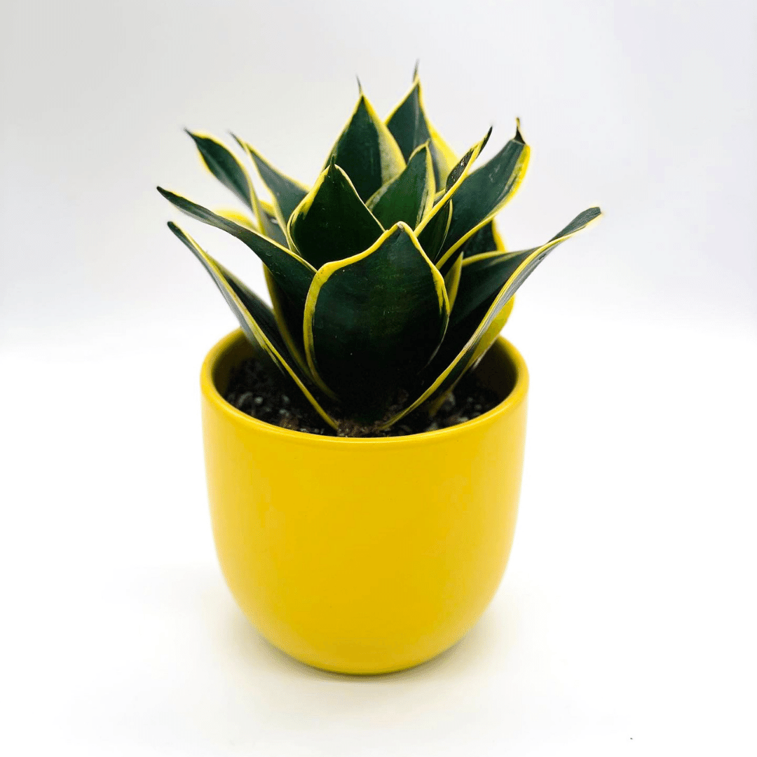 Suzie the Snake Plant