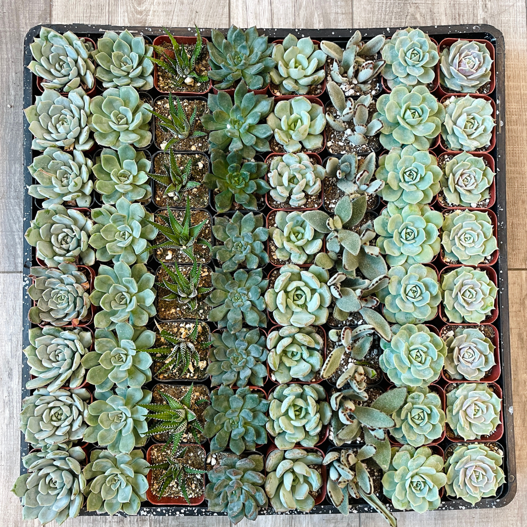 bulk succulents Wedding and Event Bulk Succulents