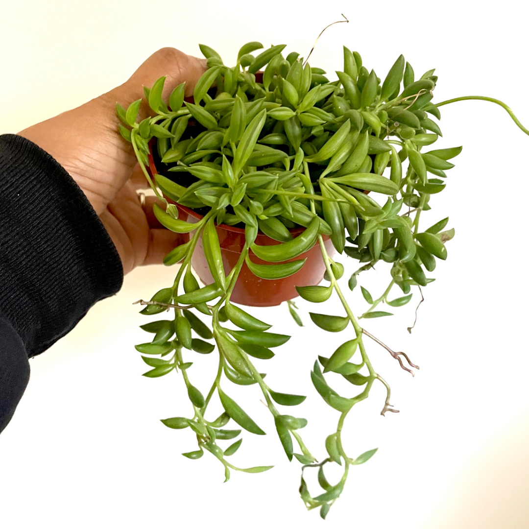 succulent plant string of bananas Senecio String of Bananas