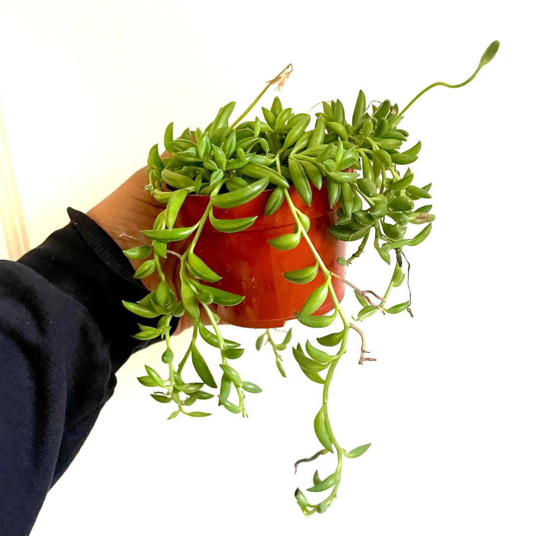 String of Bananas- Senecio Radicans