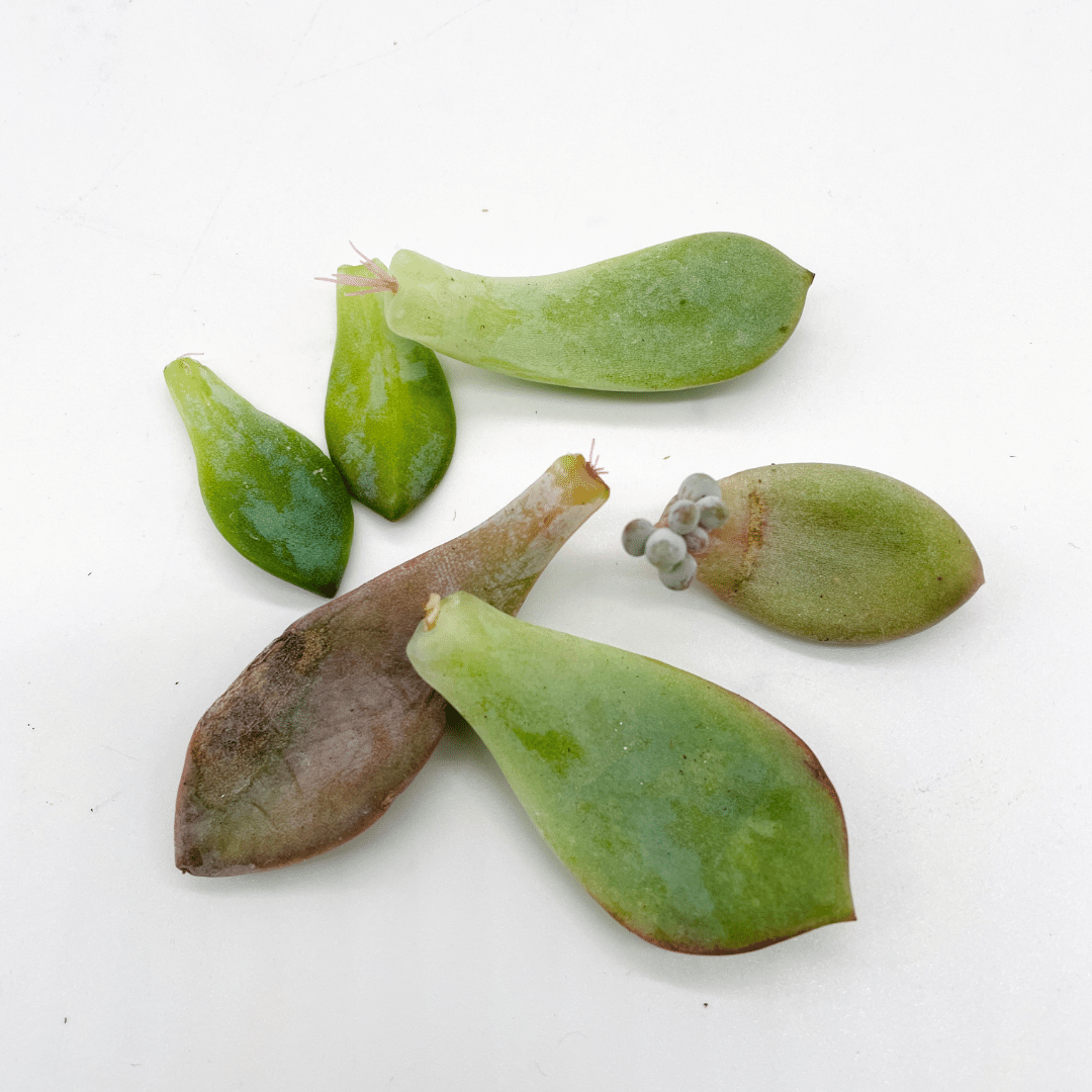 50 Propagation Leaves