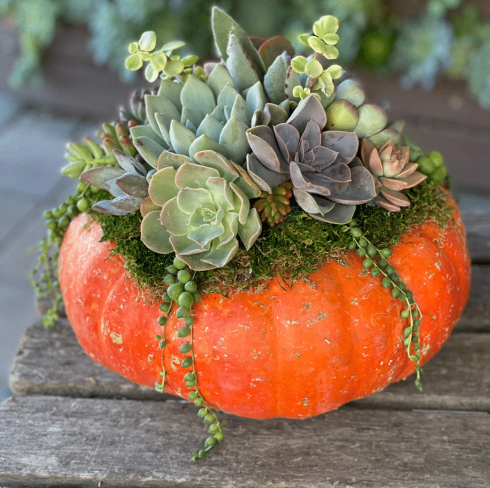 succulent pumpkin workshop Pumpculent Workshop