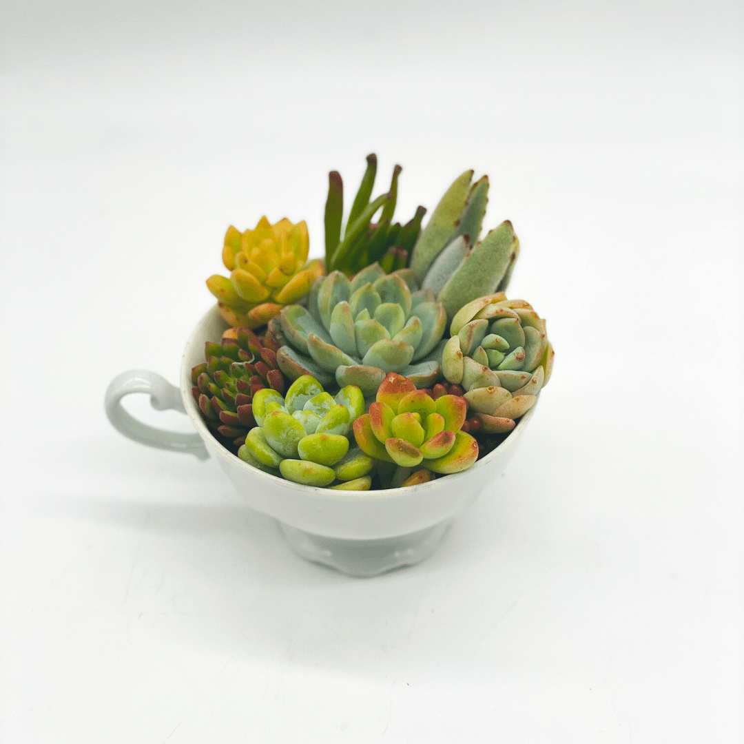 teacup succulents DIY Succulent Teacup Arrangement – Just Succ It