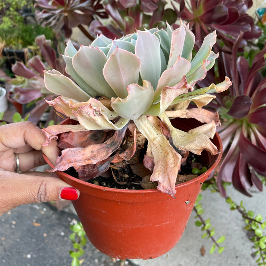 Reviving Succulents: A Guide to Dealing with Dried Out and Dying Leaves