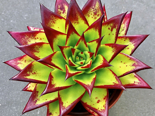 Echeverias Unveiled: 5 Fascinating Facts You Need to Know
