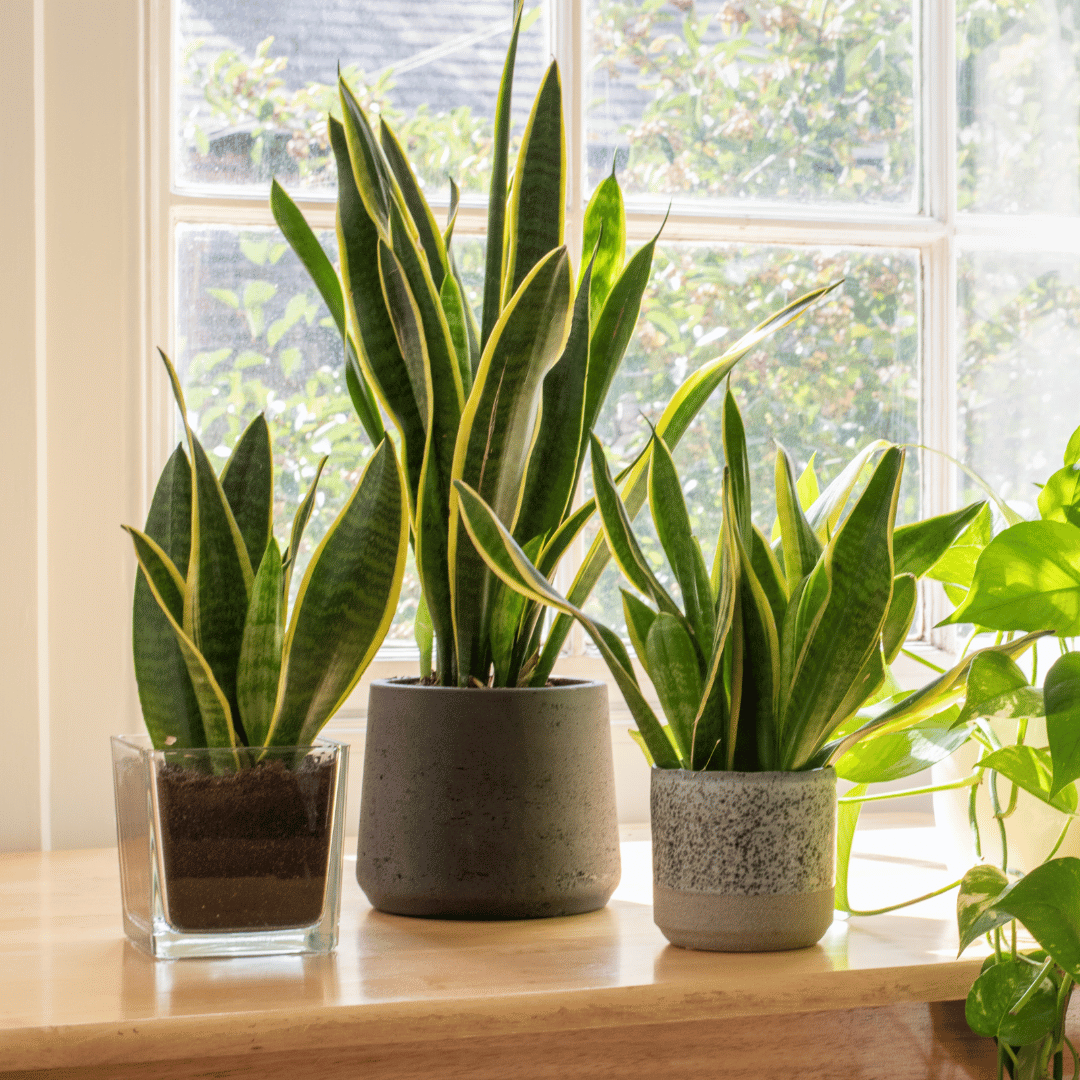 Succulents in Small Spaces: 8. Creative Ideas for Apartment Dwellers.
