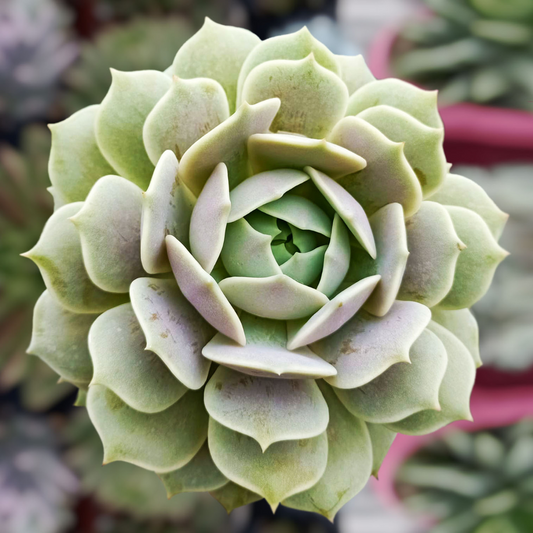 10 Succulent Superstars: Meet the Stars of Your Succulent Collection
