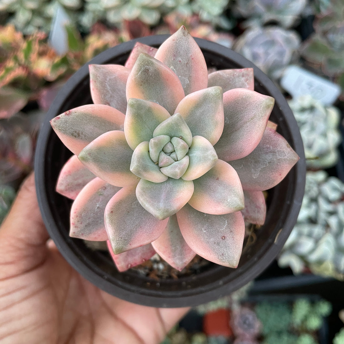 June 2024 Succulent Subscription