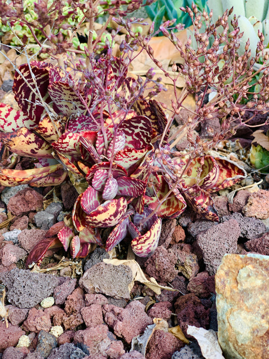 July JSI Succulent Subscription Box