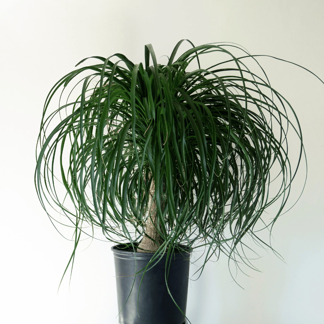 Ponytail Palm: Your Sassy Green BFF!