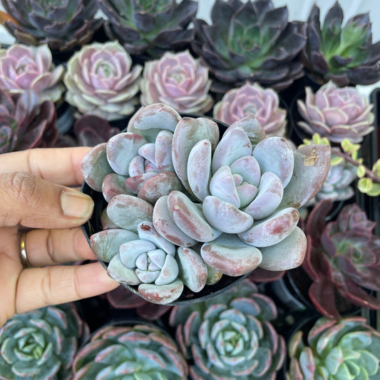 Graptoveria Powder Puff Succulent