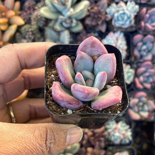 Pachyphytum Oviferum Variety Succulent - pink and purple