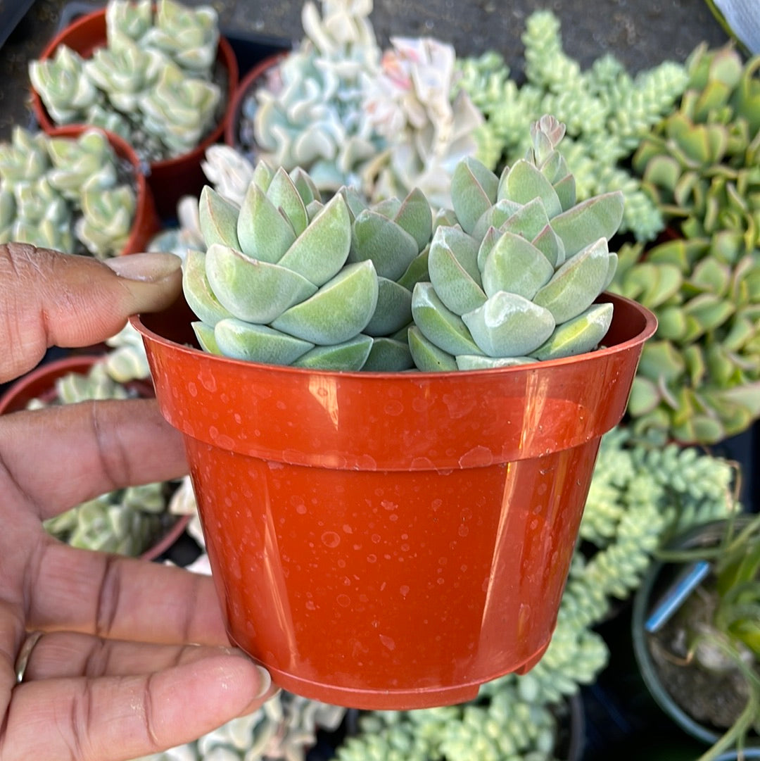 Crassula Moonglow