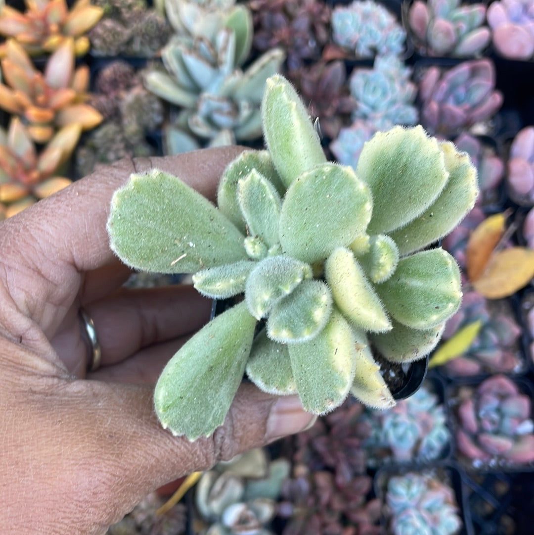 fragile succulents Variegated Cotyledon Tomentosa Succulent- Variegated Bear's Paw (fragile leaves)