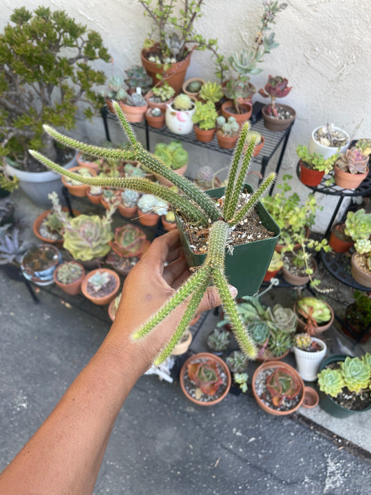 Rattail Cactus