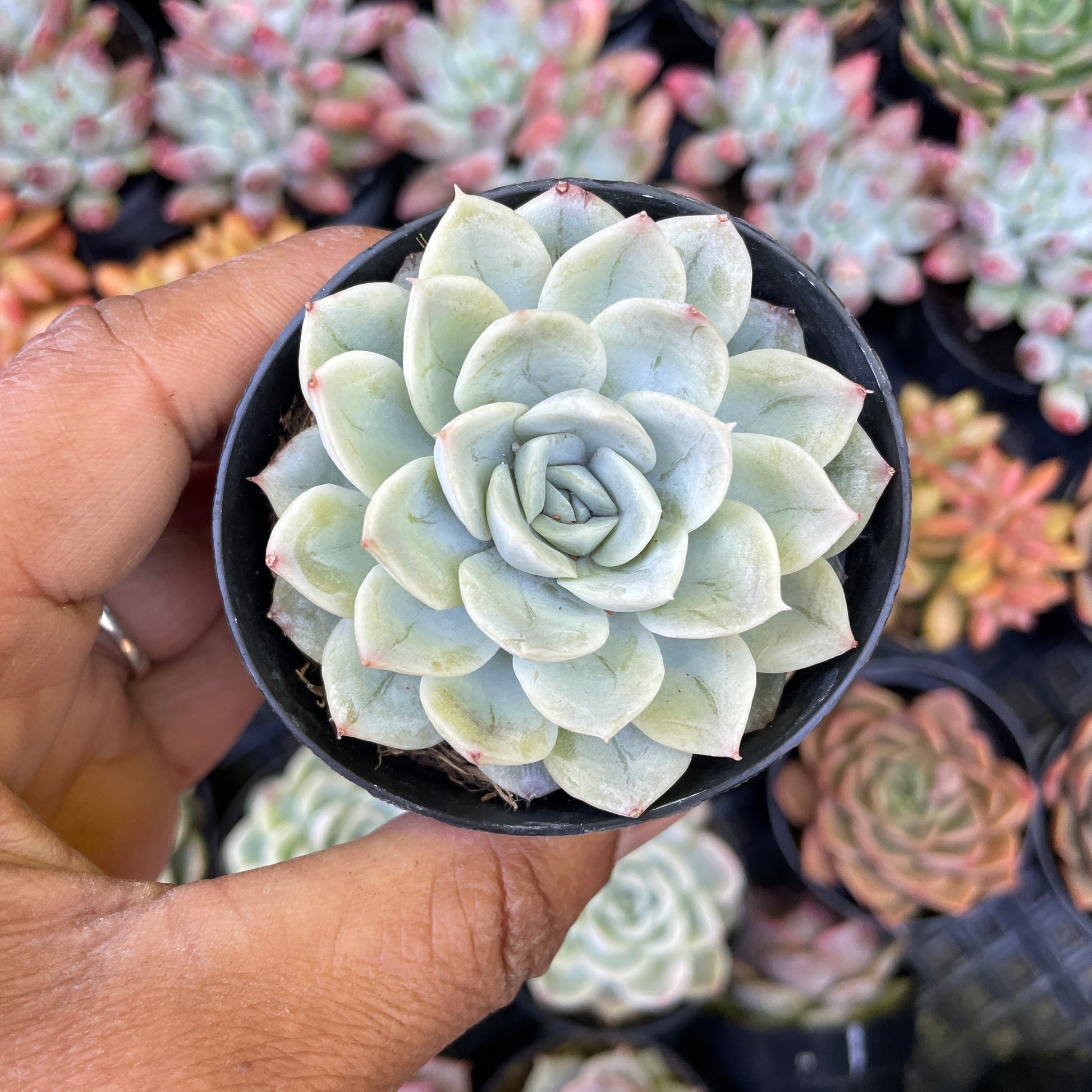 succulent ice Echeveria Arctic Ice Succulent