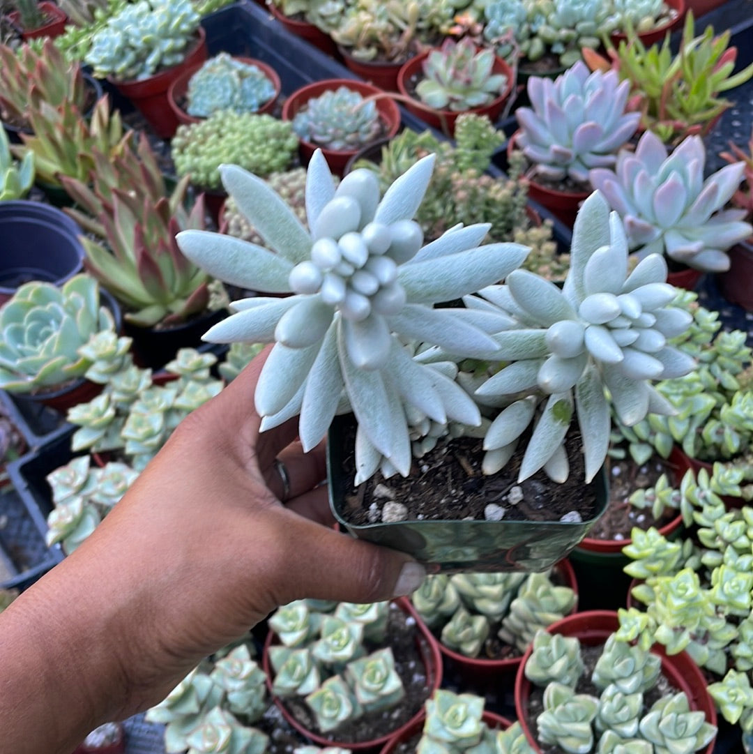 Senecio haworthii - Woolly Senecio/Cocoon Succulent