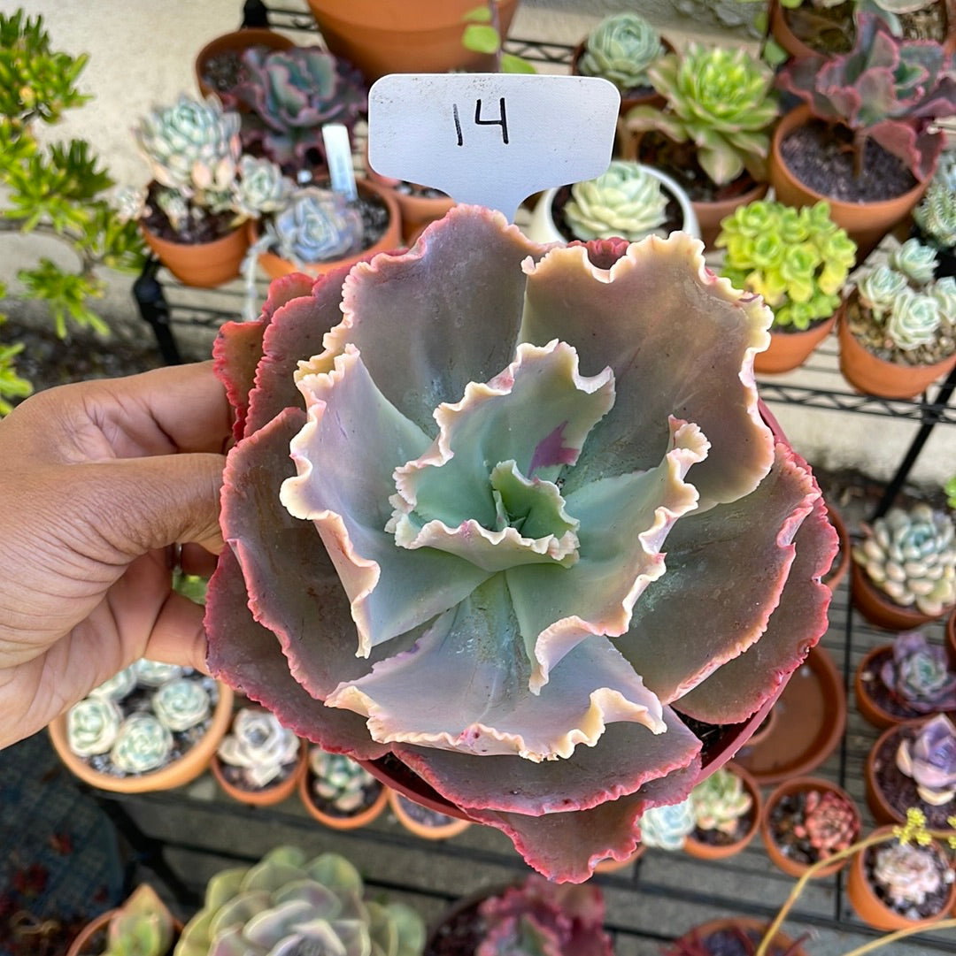 6 Inch Succulents