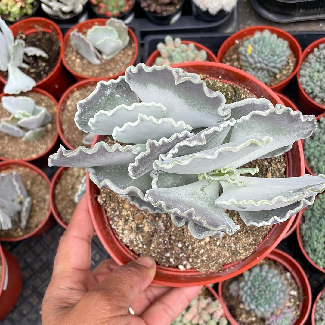 Cotyledon undulata rare succulent