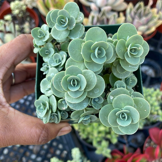 Sedum Sunsparkler ‘Lime  Zinger’ Succulent