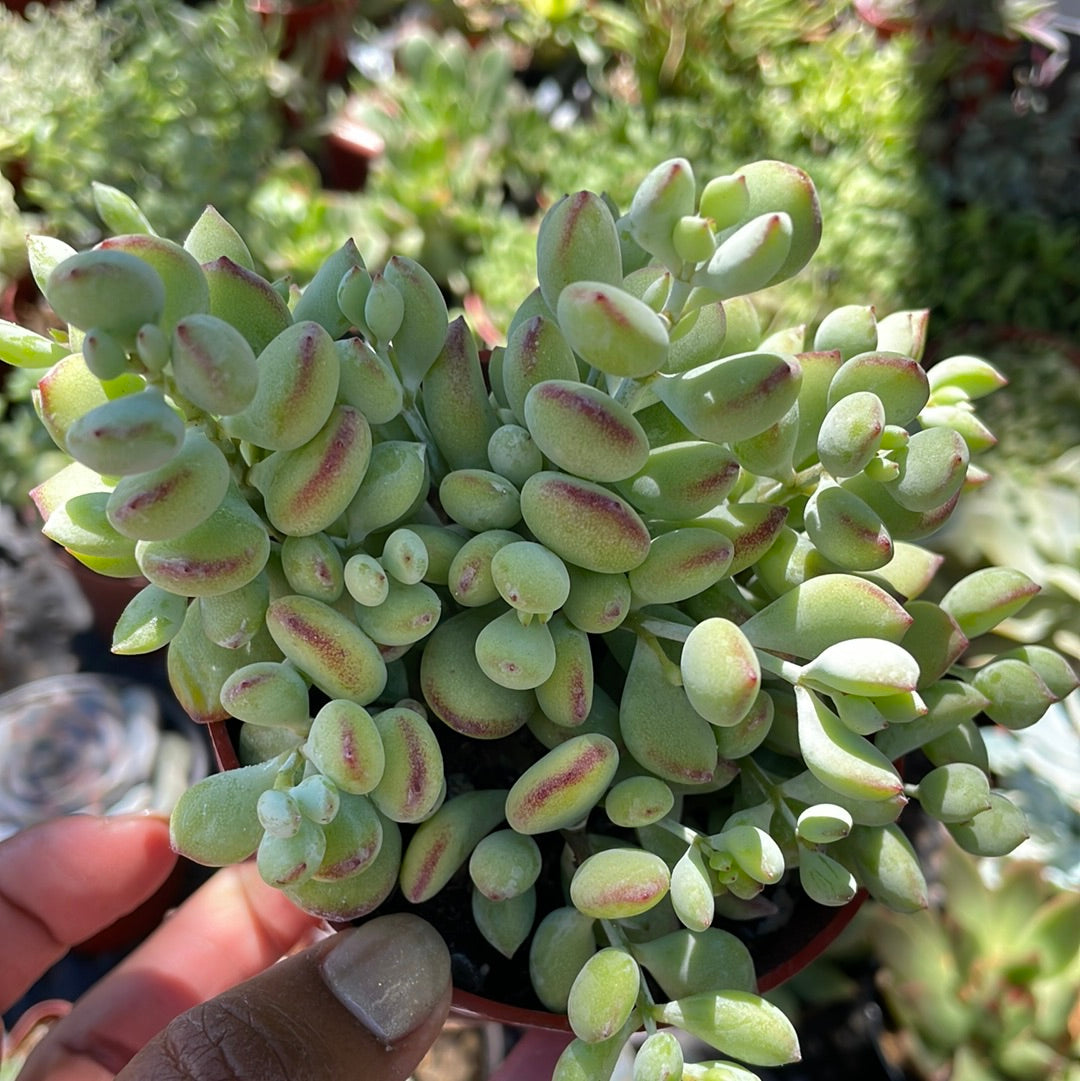 Cotyledon Pendens