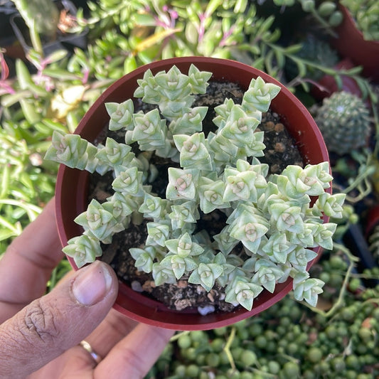Crassula ‘Pastel’