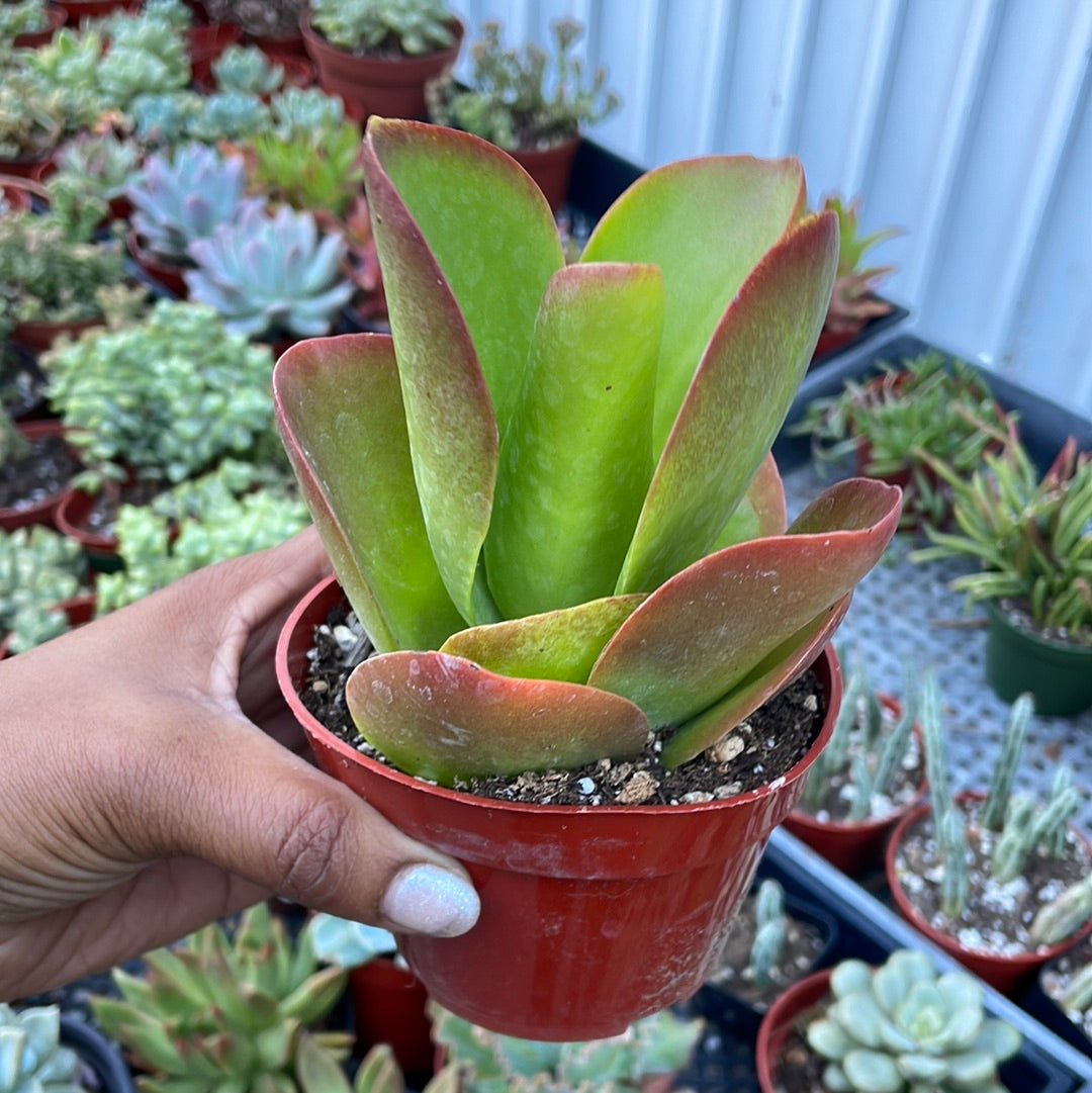 fire dragon succulent Kalanchoe Dragonfire
