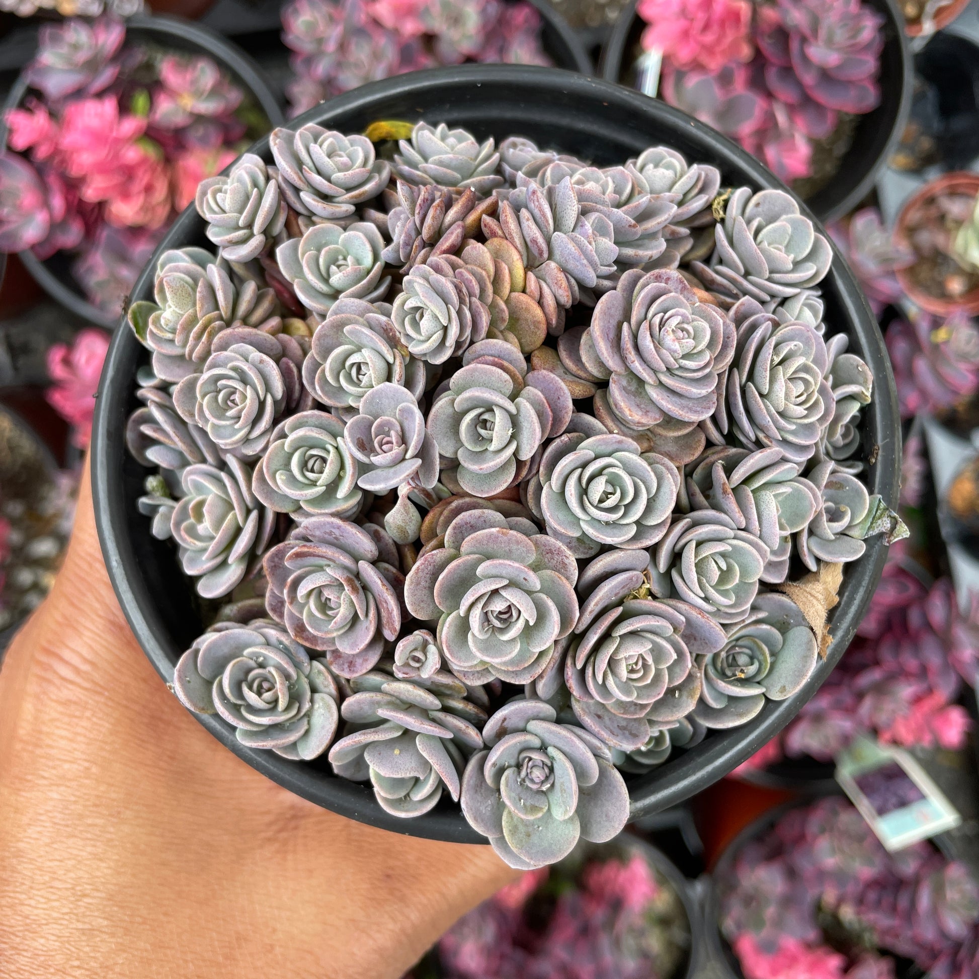 blue gray succulents Sunsparkler™️ “Blue Elf” Succulent – Just Succ It