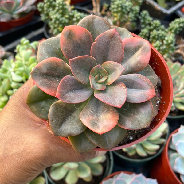 echeveria chroma succulent Echeveria Chroma