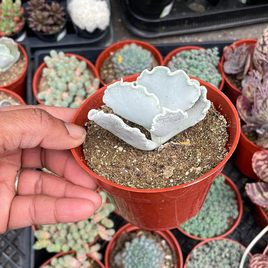 Cotyledon undulata rare succulent