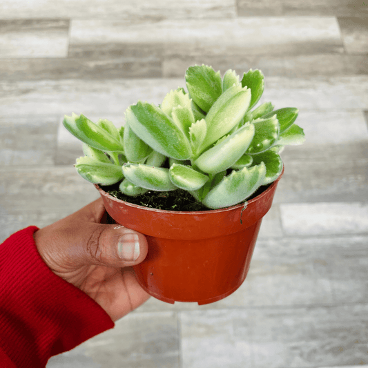 Variegated Cotyledon Tomentosa Succulent- Variegated Bear's Paw (fragile leaves)