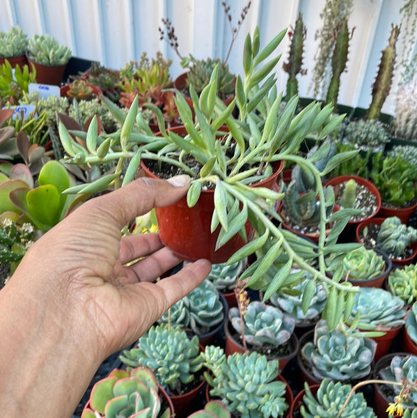 String of Fish Hooks – Just Succ It