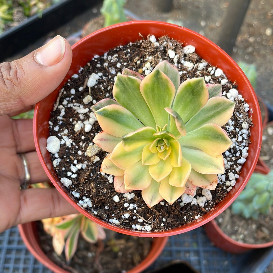 sweet and succulent shop Aeonium ‘Sweet tea’ rare imported succulent