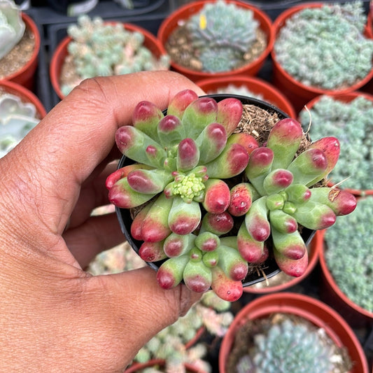 Sedum ‘salsa’ succulent