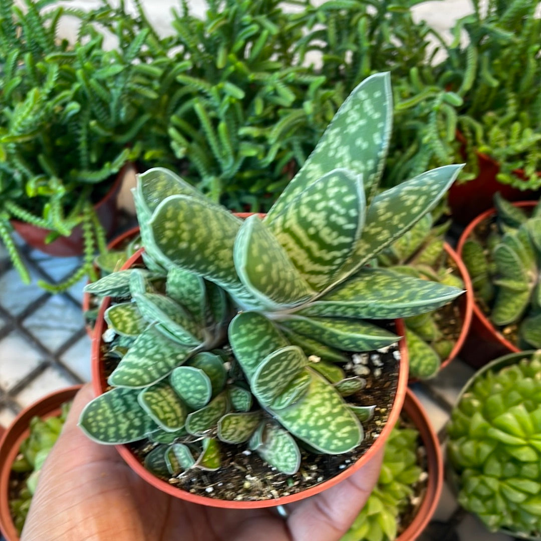 Ox Tongue/Lawyer’s Tongue - Gasteria