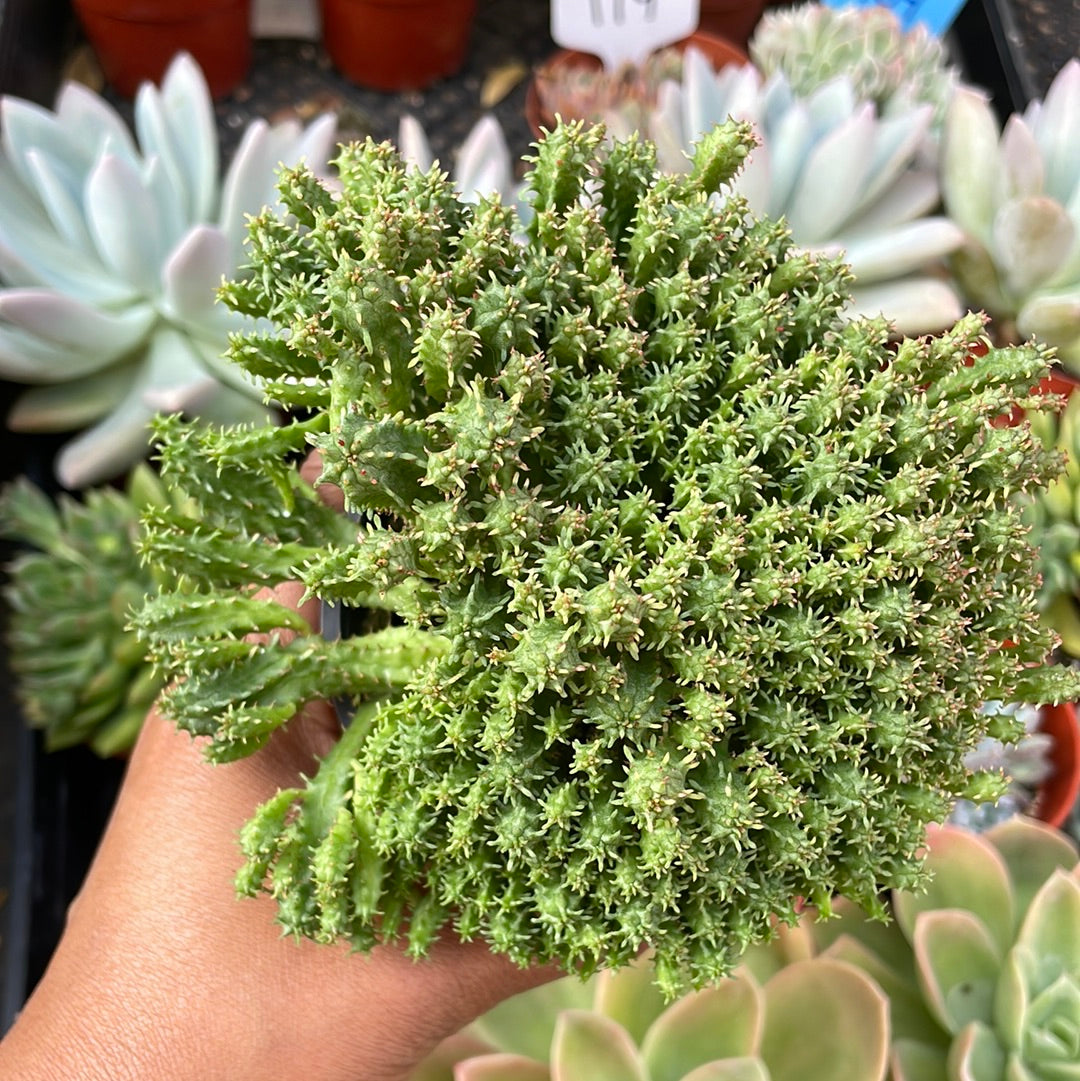 Euphorbia submamillaris succulent