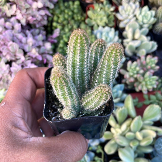 Echinopsis chamaecereus - Peanut Cactus