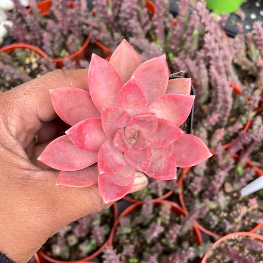 Sedum California Sunset Succulent