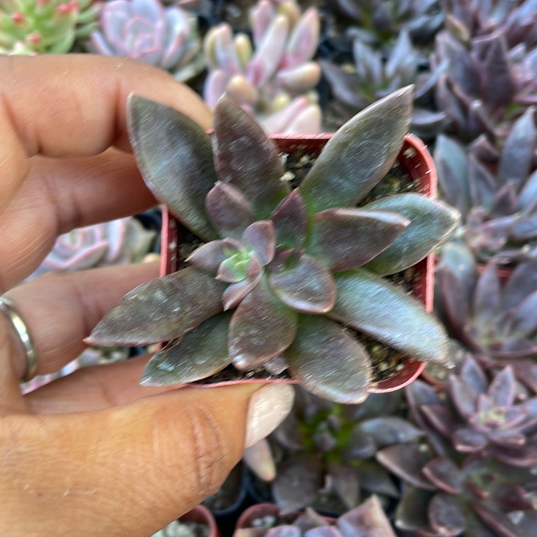 serrana succulent Echeveria Serrana