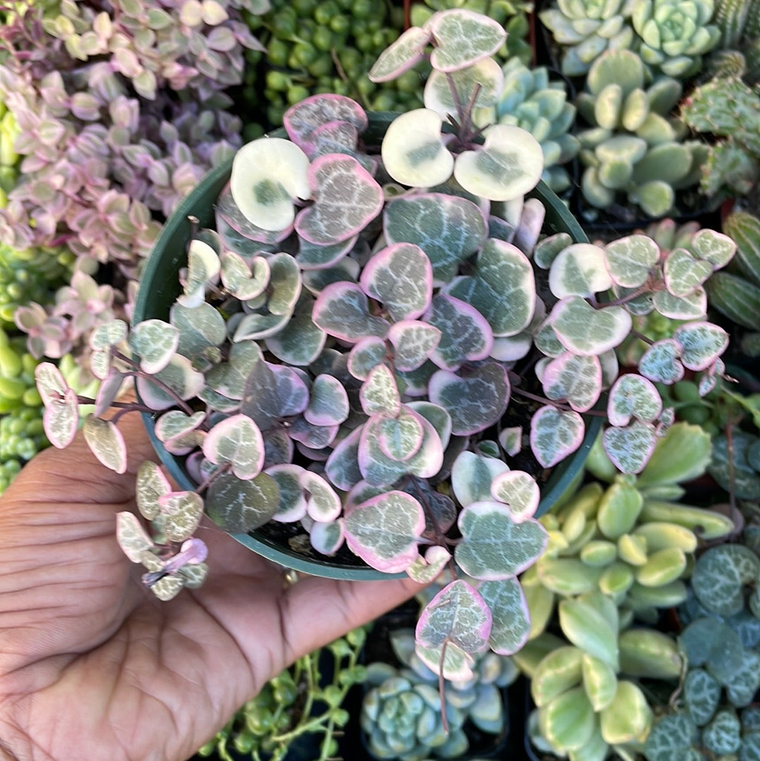 Rare variegated String of Heart