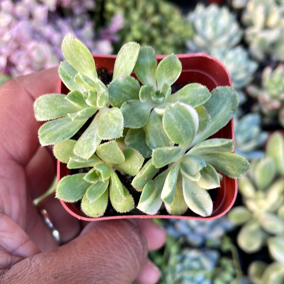 Aeonium Suncups