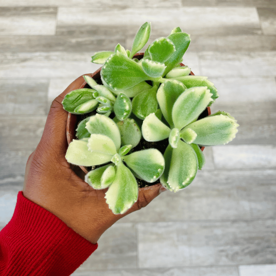 fragile succulents Variegated Cotyledon Tomentosa Succulent- Variegated Bear's Paw (fragile leaves)