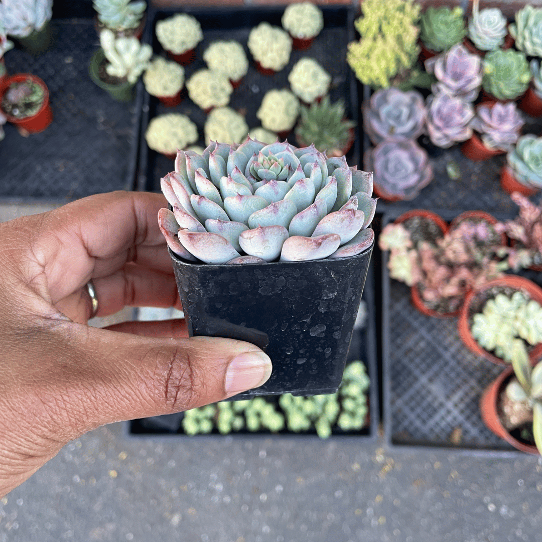 Echeveria Minima