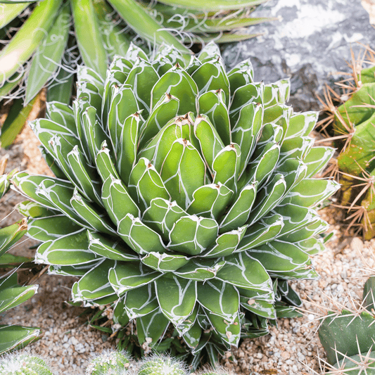 Agave Victoriae-Reginae - Queen Victoria Agave