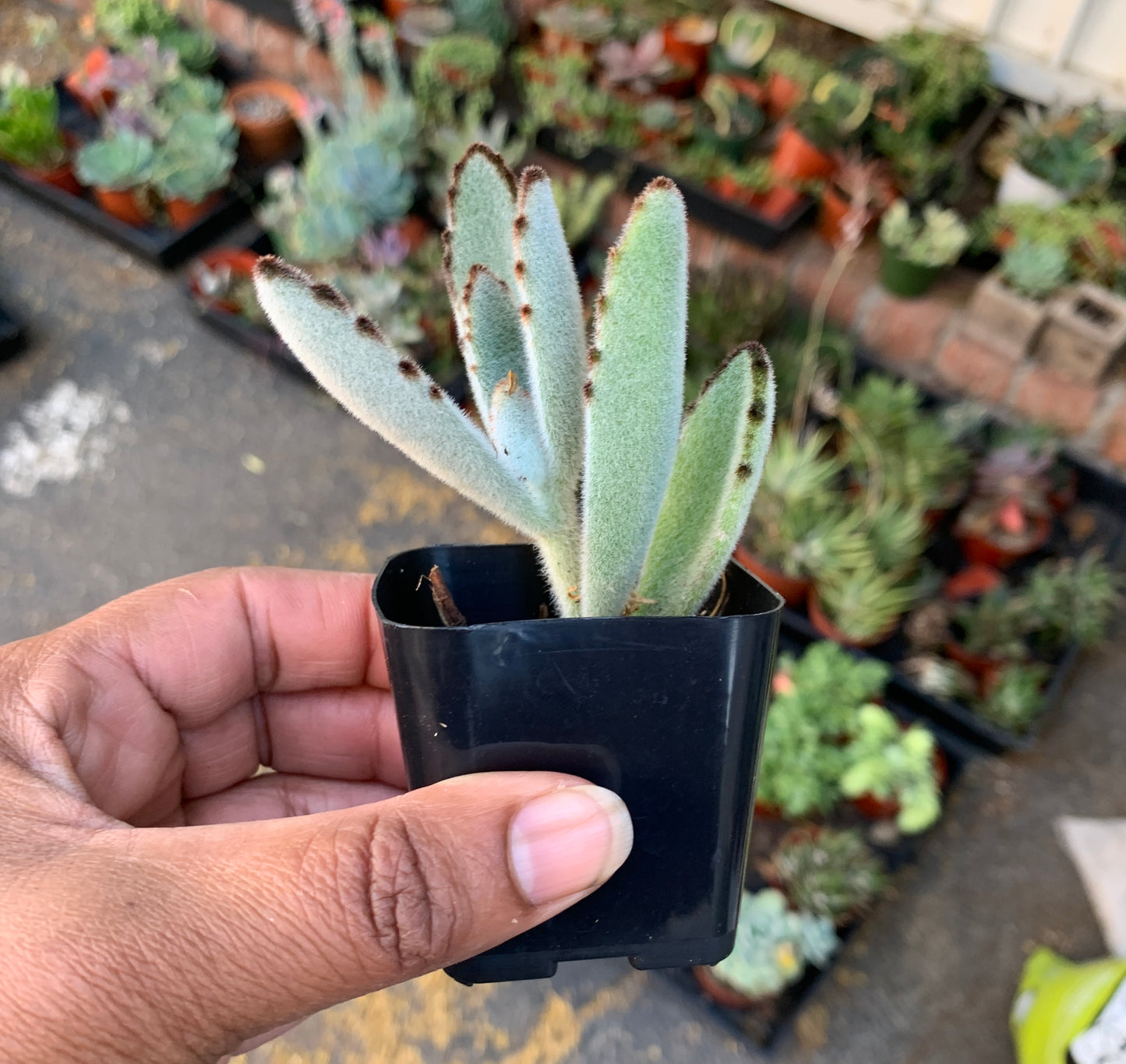 Kalanchoe Tomentosa ‘Panda plant’
