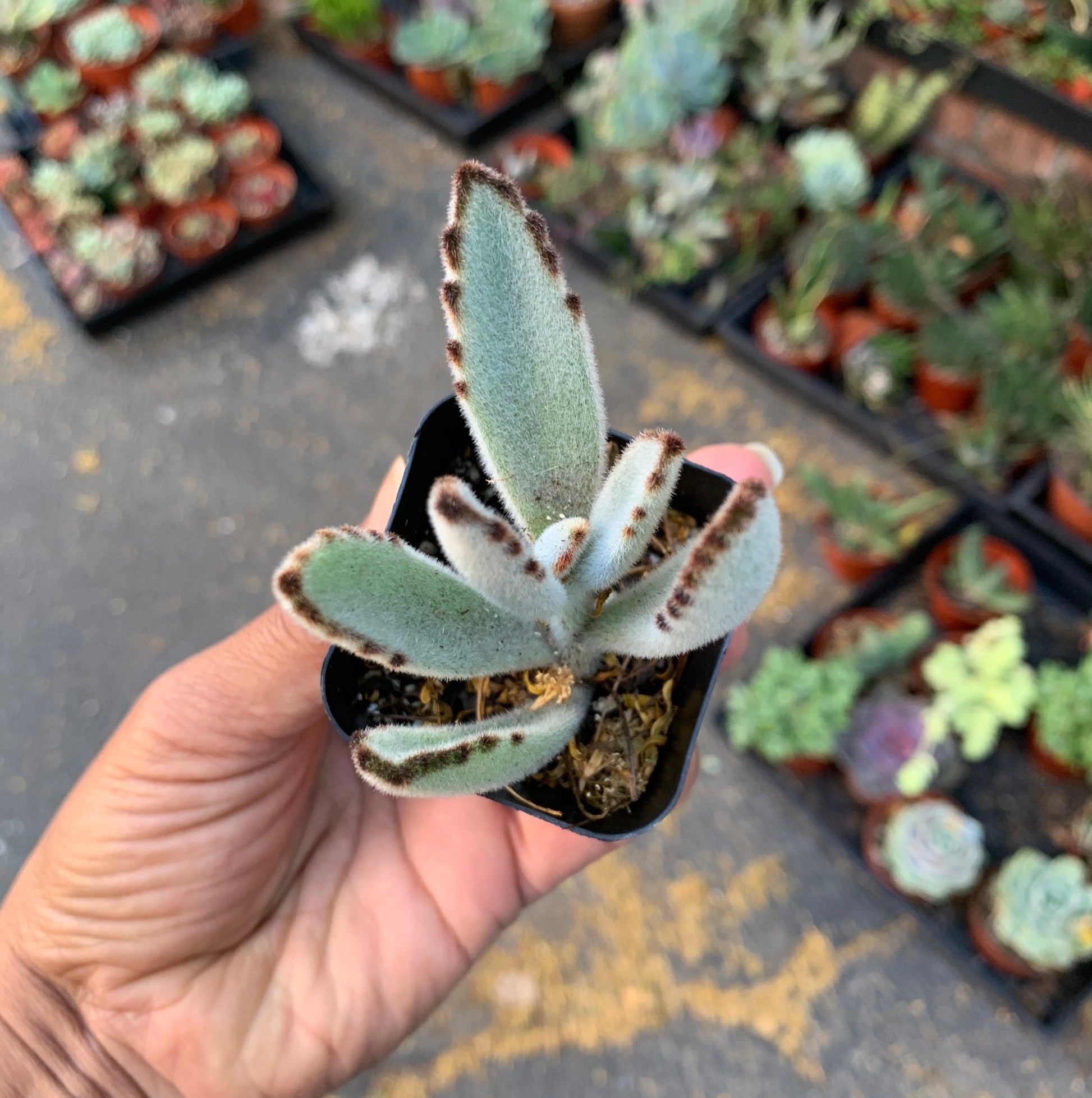 fuzzy kalanchoe succulent Kalanchoe Tomentosa ‘Panda plant’