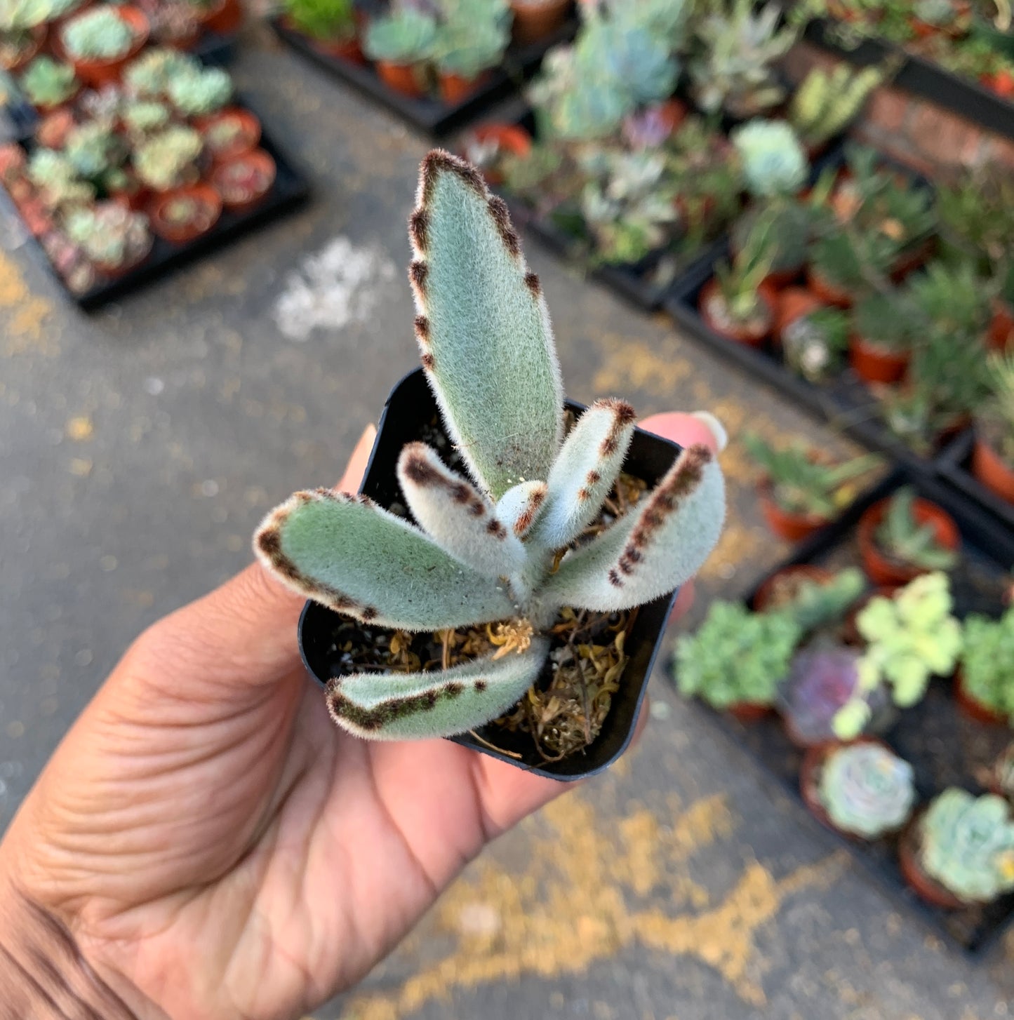 Kalanchoe Tomentosa ‘Panda plant’