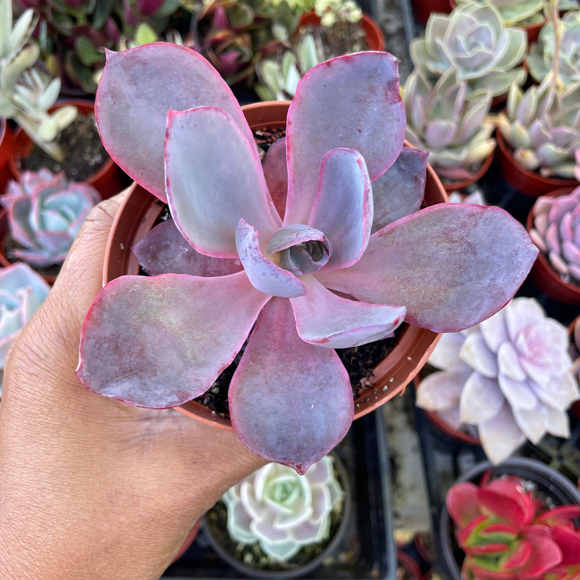 echeveria afterglow succulent plant Echeveria Afterglow Succulent