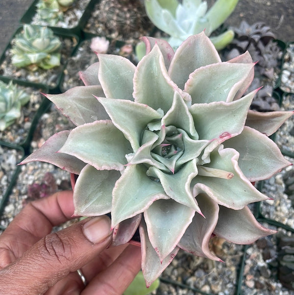 madiba succulent Echeveria Madiba Succulent – Just Succ It