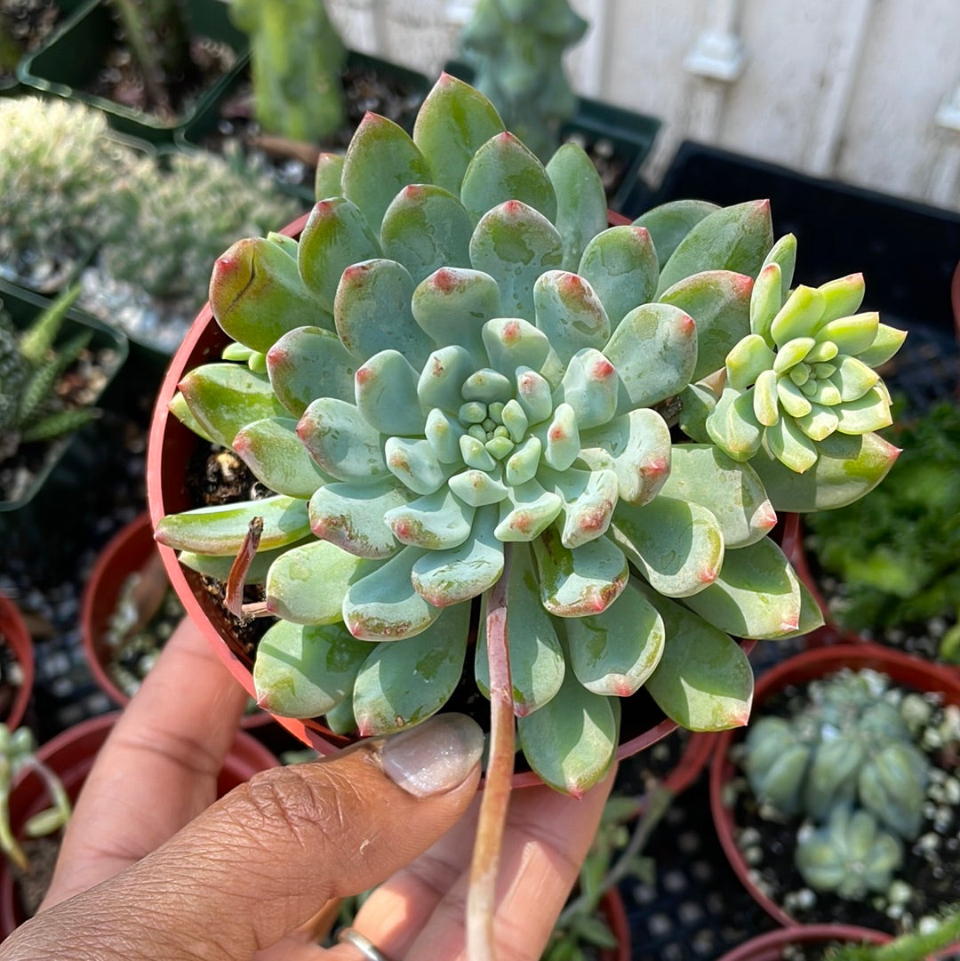 blue elf succulent Sedeveria 'Blue Elf' 2 Inch